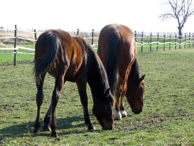 Tiere fühlen sich wohl