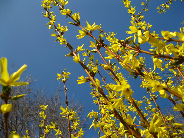 Forsythienblüten