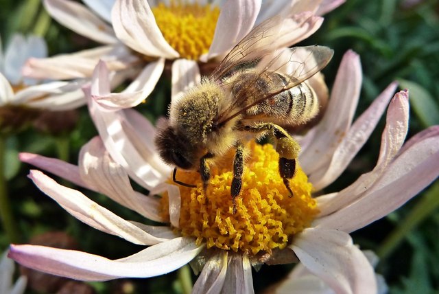 Das Bienchen sieht so gepudert aus, als hätte es sich in den Pollen regelrecht gewälzt!