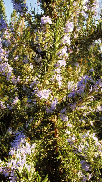 So blüht der ROSMARIEN Strauch, auch Küchenkräuter haben manchmal schöne Blüten