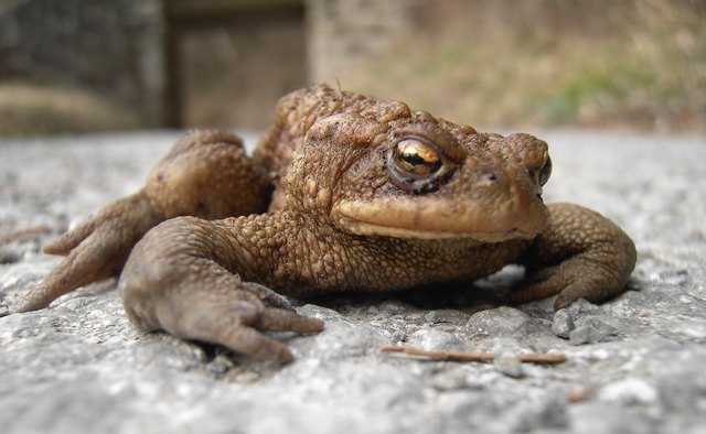 Eine Froschfamilie hüpft über die Straße: „Beeilt euch, da kommt ein Lastquatsch...“