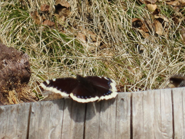 Dieser schöne große Schmetterling flatterte in Warmbad vor die Kameralinse