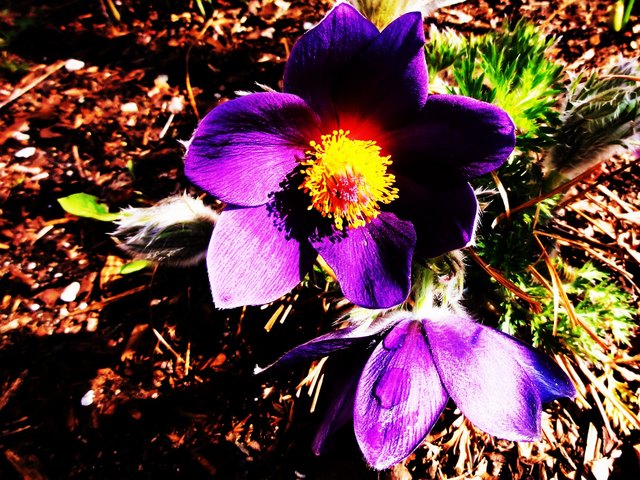 Im Garten meiner Schwiegertochter ist der Frühling auch bemerkbar.