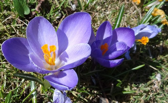 Die Natur blüht auf