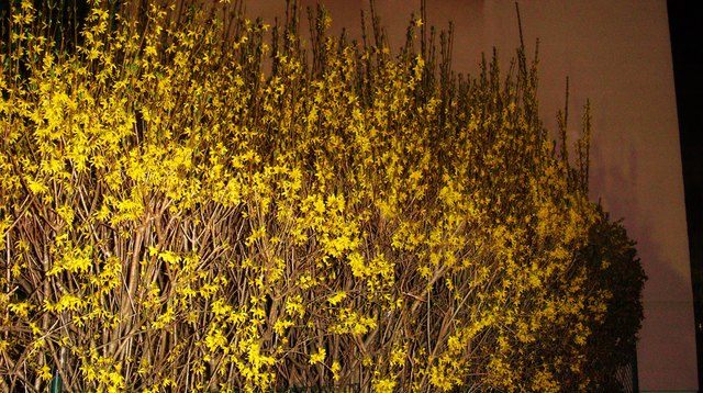 Forsythienhecke goldige Nachtfarben