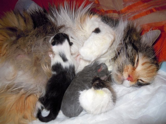 G-Wurf | Foto: www.sibiland.at