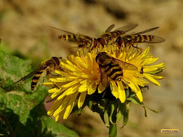 Foto: Wettercom