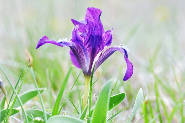 Heute in der Lobau : Iris pumila 8-16 cm