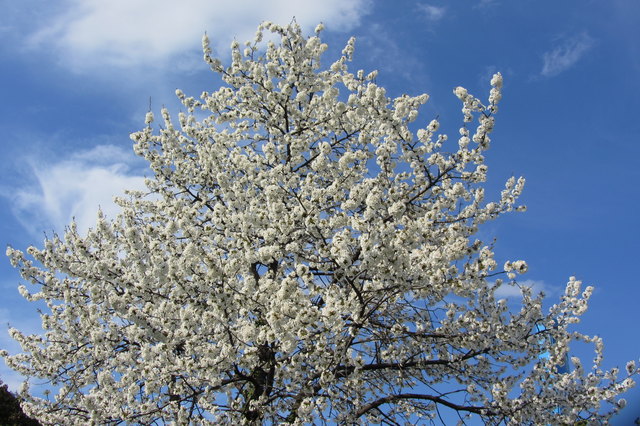 "Blühende" Ostern