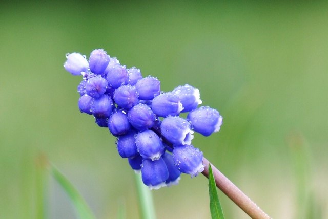 Kleine Traubenhyazinthe