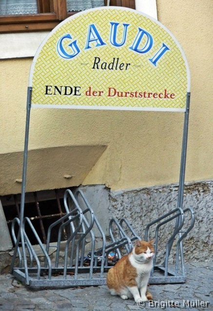 Fotografiert in Rossatz-Arnsdorf (Wachau) beim Wandern