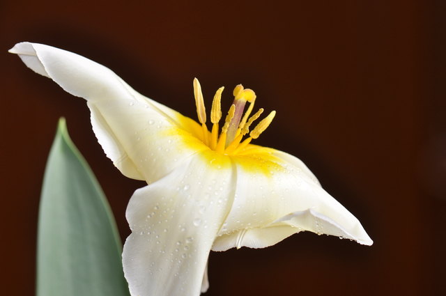 Frisch gepflückt: nach 5 min in der Vase! :-))))