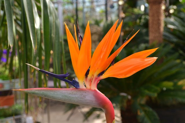 Paradiesvogelblume, ein Kunstwerk der Natur