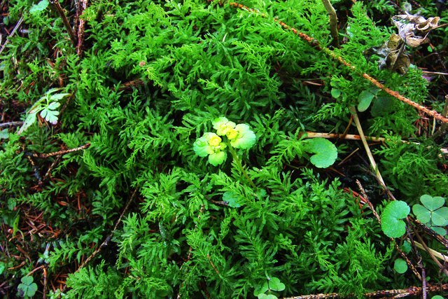 Wechselblättriges Milzkraut (Chrysosplenium alternifolium)