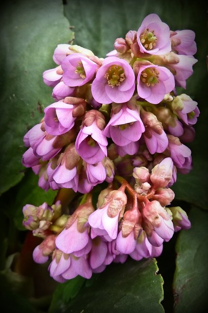 Die Herzblättrige Bergenie (Bergenia cordifolia, auch Riesensteinbrech) versteckt ihren Blütenstand oft unter ihren großen Blättern. Wie schade!