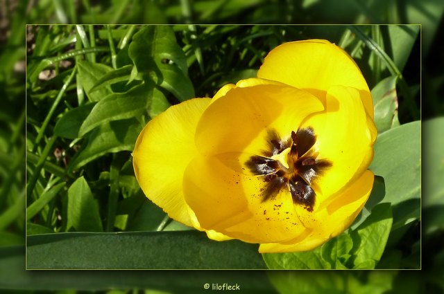 Die Tulpen öffnen ihre bunten Kelche