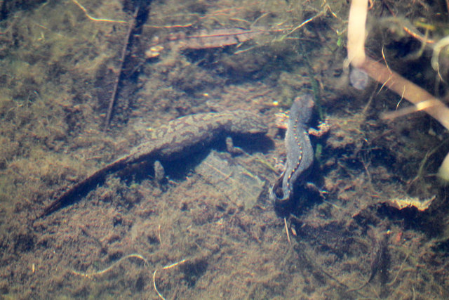 Heuer habe ich bereits 5 solcher Teichmolche entdeckt