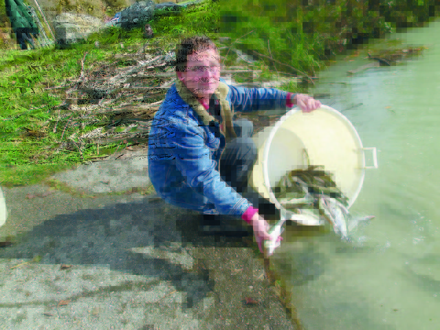 Der ehrenamtliche Fischereiverwalter Hubert Frager beim Setzen von Zandern in den Völkermarkter Stausee