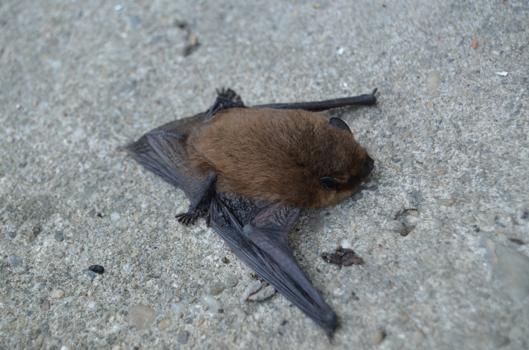 Fledermaus Schlafen Fledermaus Schlafen