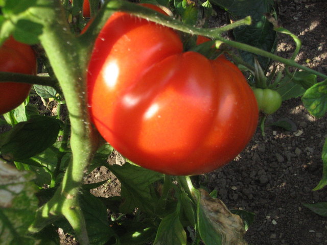 saftige Fleischtomate im eigen Garten