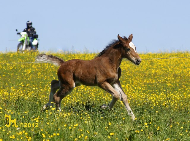 Foto: Ingrid Madersbacher