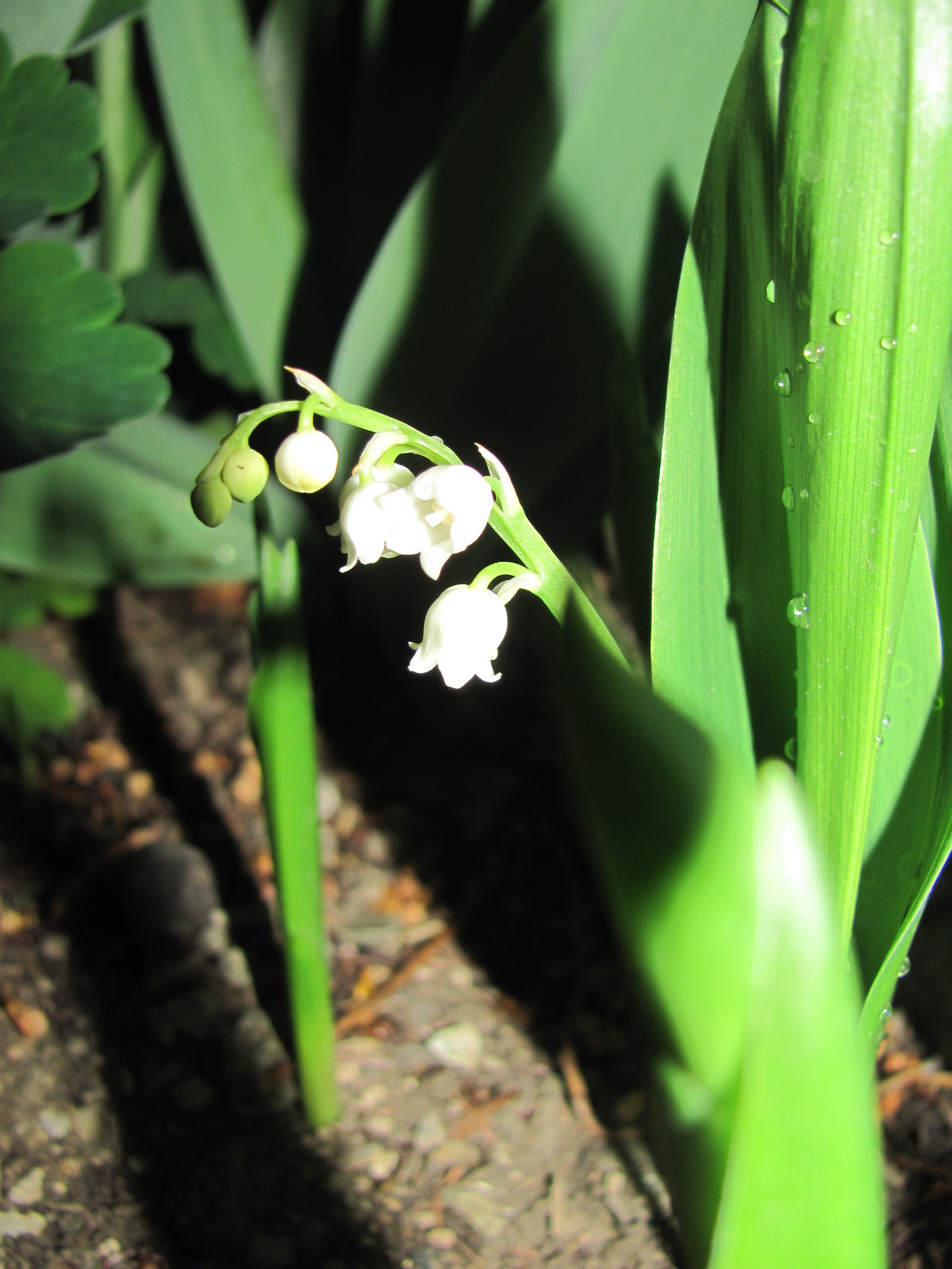 Die ersten Maiglöckchen im Garten Favoriten