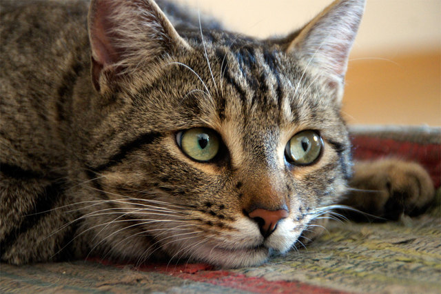 Mit tollen Tierfotos kann unsere Regionautin Silvia Flür-Vonstadl aufwarten. Zu den Stars ihrer Aufnahmen zählt etwa ihr herziger Kater Momo. | Foto: Silvia Flür-Vonstadl