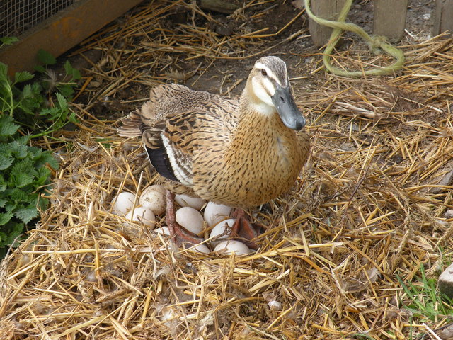 Foto: Andrea Oberladstätter