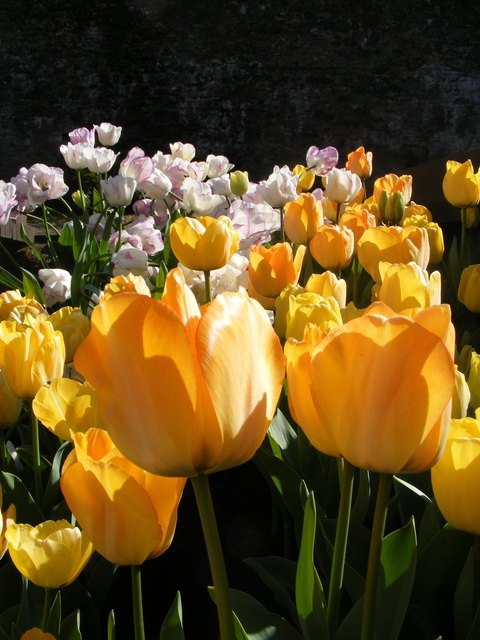 Foto: Christl Loader