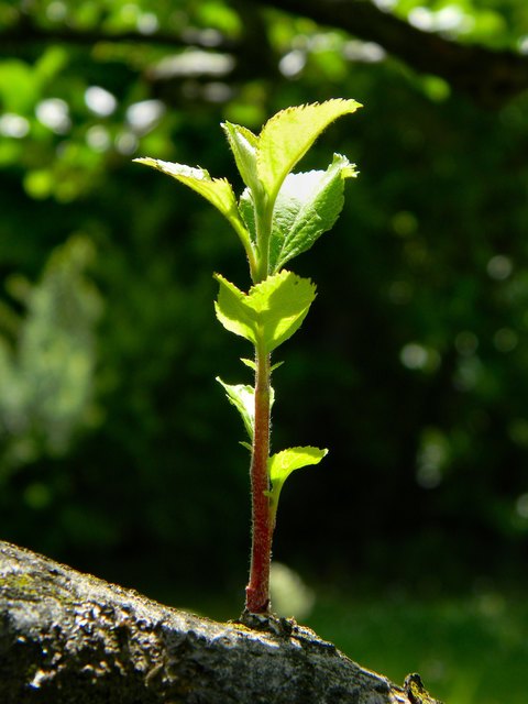 Foto: Alexandra Salvenmoser