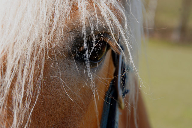 Foto: Silvia Flür-Vonstadl