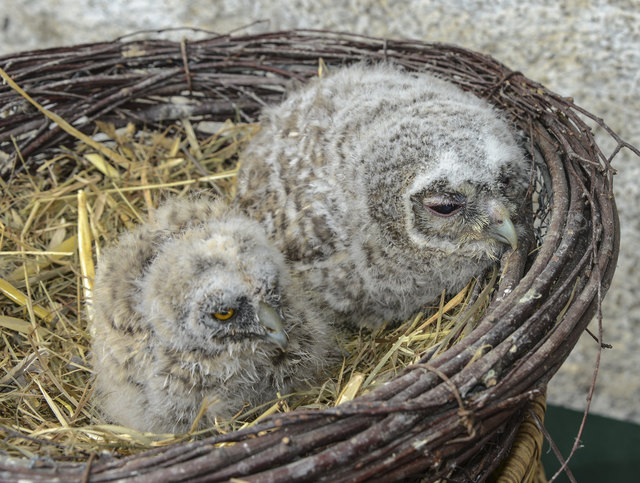Kauz | Foto: Osterkorn