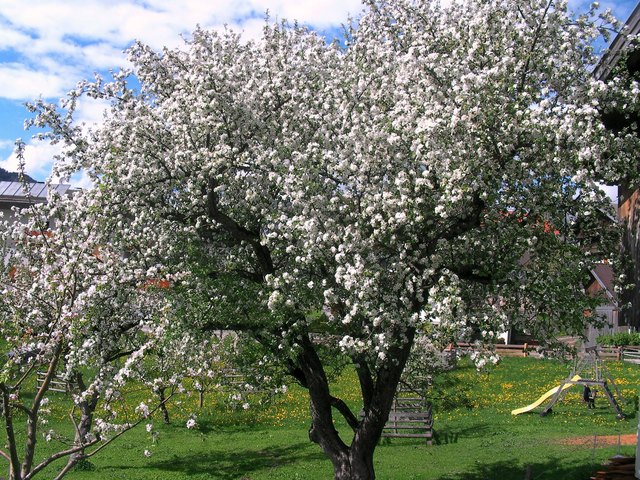 Der Boskopbaum in unserem Garten steht in voller Blüte.