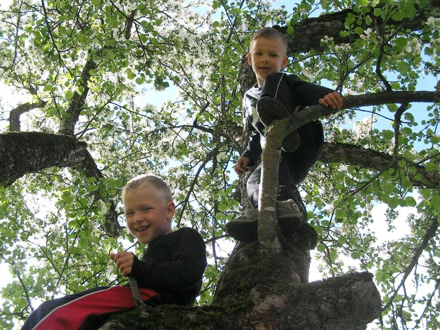 Simon und Daniel lieben es, auf den großen Apfelbaum zu klettern.