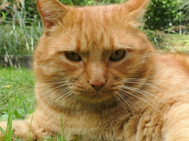 Als Pfarrkater trägt man schließlich Verantwortung!