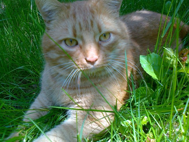 Pfarrkater Benjamin