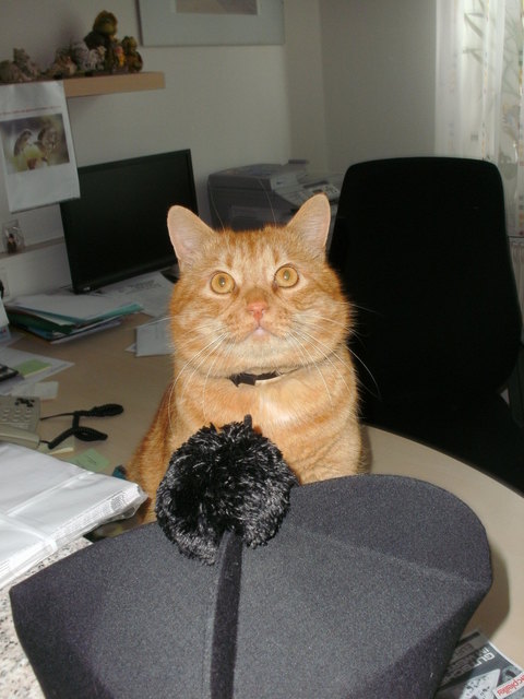 Pfarrkater Benjamin wacht über Pfarrers Birett