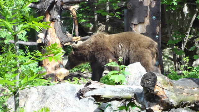 Ob da ein Leckerbissen versteckt ist?