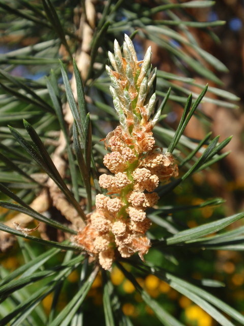 es blüht  die "Kiefer"