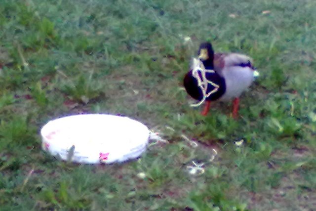 eine "italienische" Ente