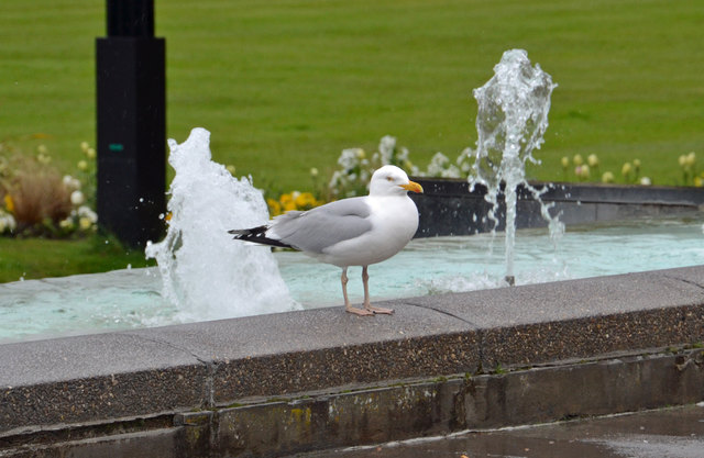 Und wieder die "Möwe Jonathan"