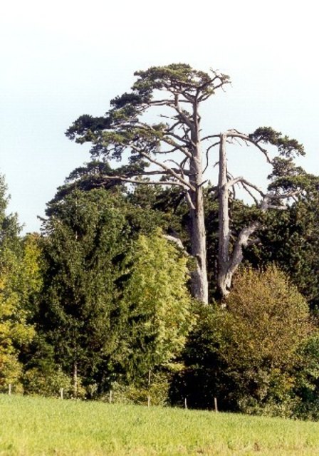 1000jährige Schwarzföhre im Gemeindegebiet von Bürg-Vöstenhof | Foto: Stadtgemeinde Ternitz