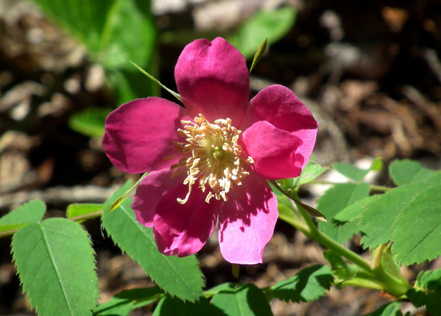 Wilde Rose
