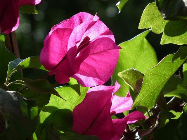 Blougainvillea