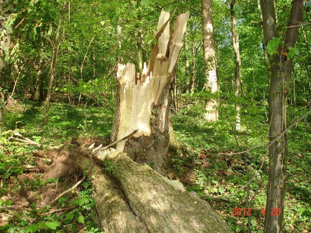 Der umgestürzte Baum im Schlosspark traf eine Parkbank und einen Zaun.