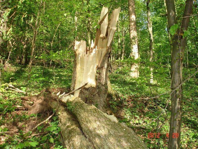 Der umgestürzte Baum im Schlosspark traf eine Parkbank und einen Zaun. | Foto: Privat