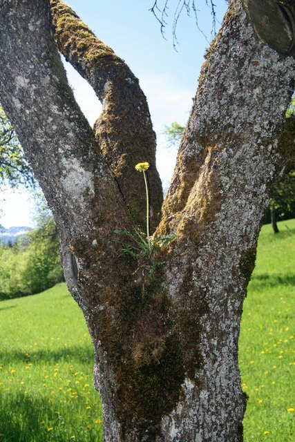 Ein ungewöhnlicher Standort für ein Wiesenblümchen