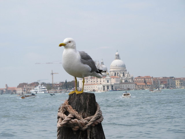 Urlaubstipp Venedig: Eintauchen in die historische norditalienische Lagunenstadt - Staunen über Paläste, Plätze, enge Gassen und den Canal Grande