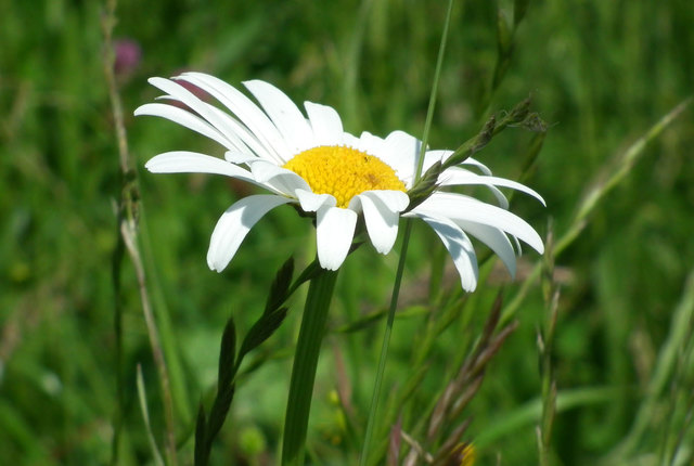 Es wird in den Niederungen bis zu 6 mal gemäht, die Blumen können keinen Samen mehr werfen, so bestehen die Wiesen nur mehr aus Gras.