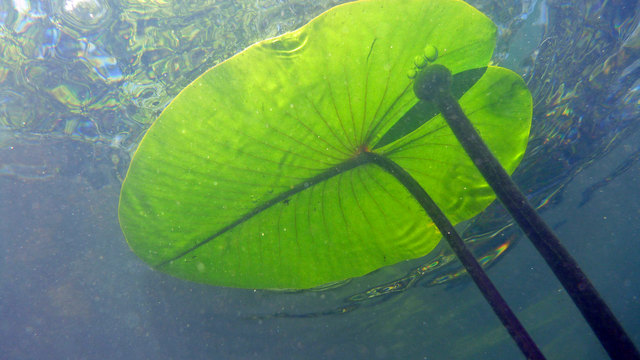 Licht durchleuchtet das Schwimmblatt einer Teichrose. Neben dem Blattstiel wächst der Blütenstängel Richtung Wasseroberfäche. An seinem oberen Ende trägt er die noch kleine, kugelige Blütenknospe.